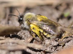 Andrena vaga